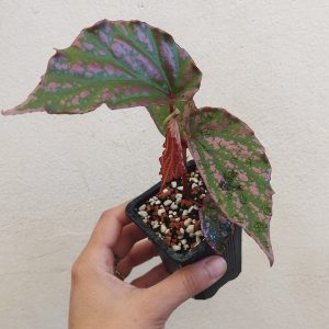 Begonia sumatera