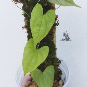 dioscorea sp borneo 2