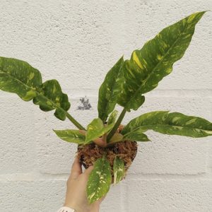 philodendron ring of fire