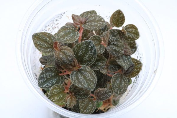 Peperomia antoniana