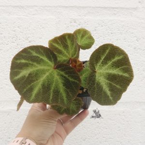 Begonia soli-mutata