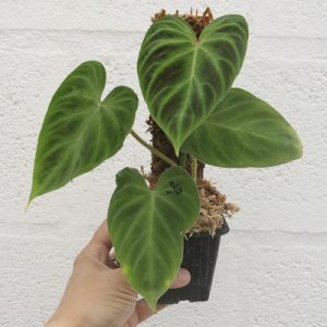 Philodendron verrucosum