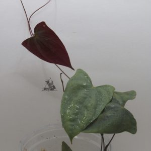 dioscorea sp borneo 3