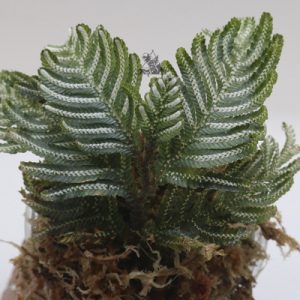 selaginella picta